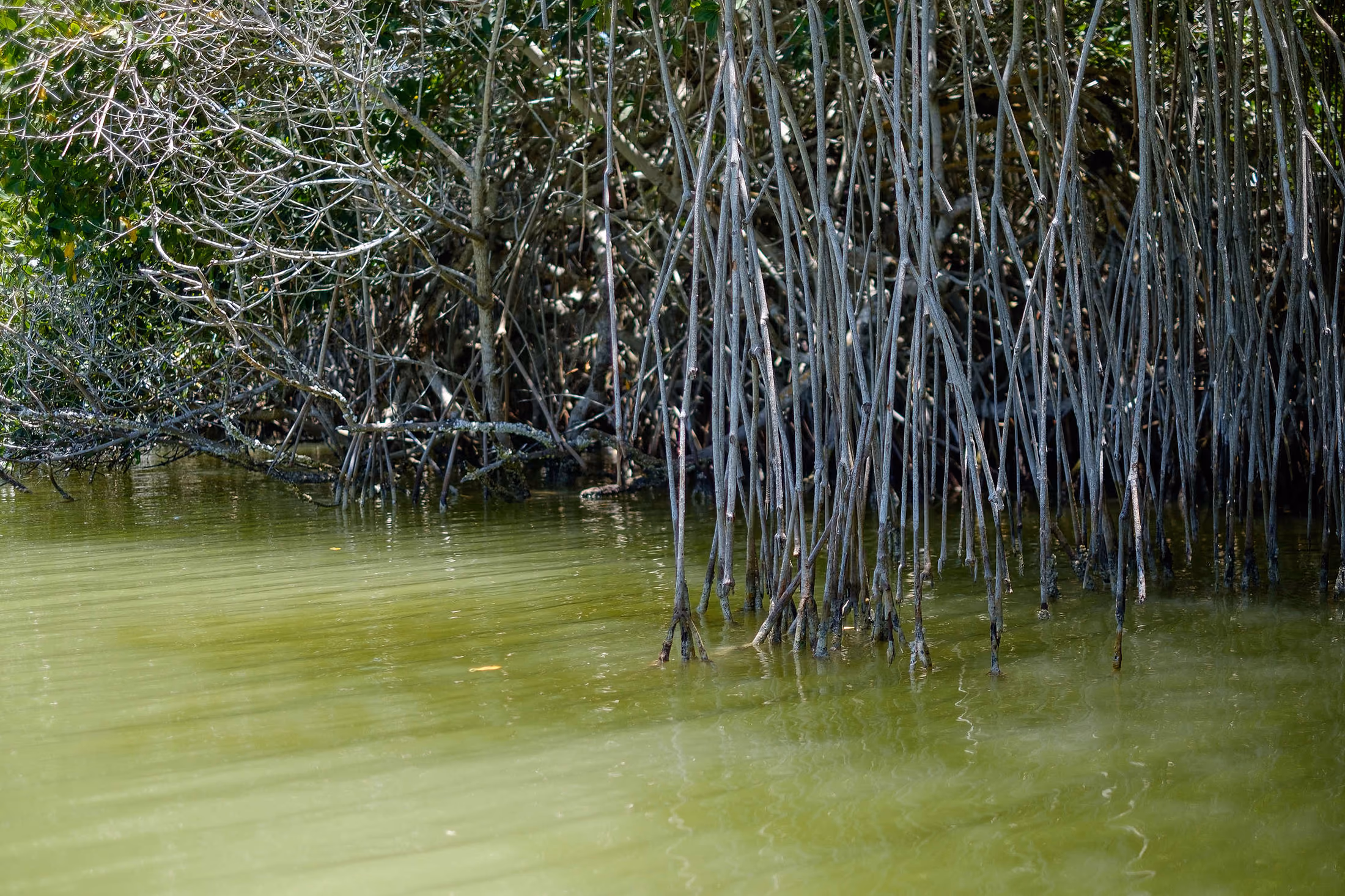 Mangroves