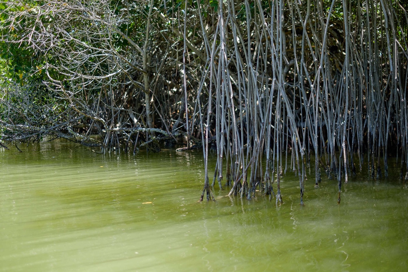 Mangroves